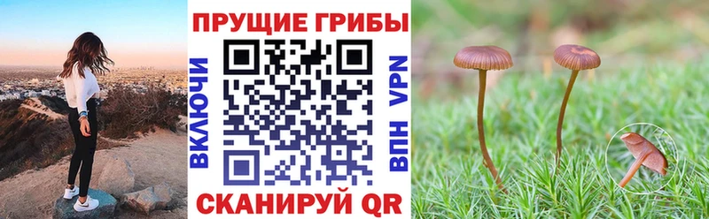 Псилоцибиновые грибы Psilocybe  Купить  Кохма 